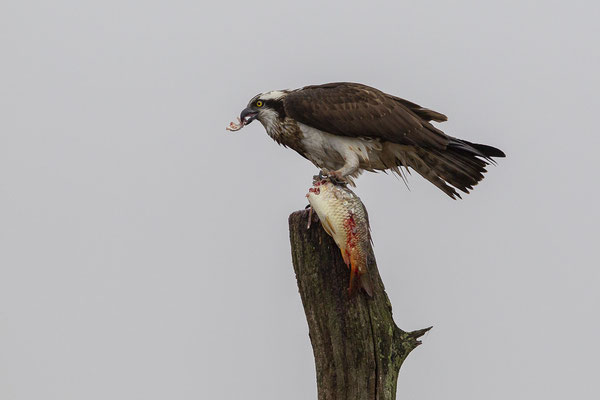 © Osprey / Slovenia