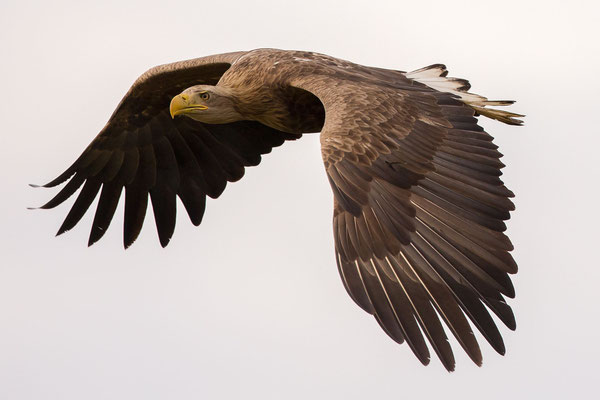 © White-tailed Eagle / Hungary