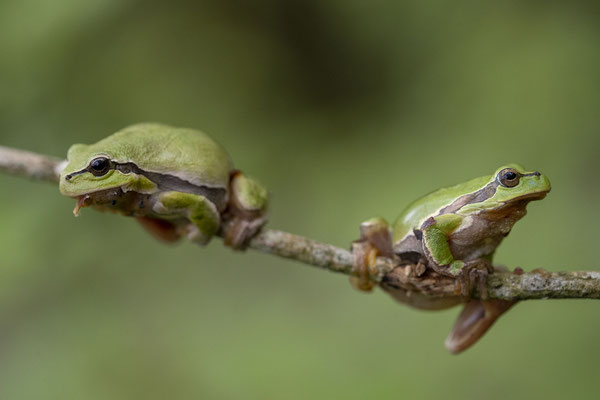 © European Tree Frog / Slovenia