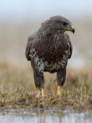 © Common Buzzard / Hungary