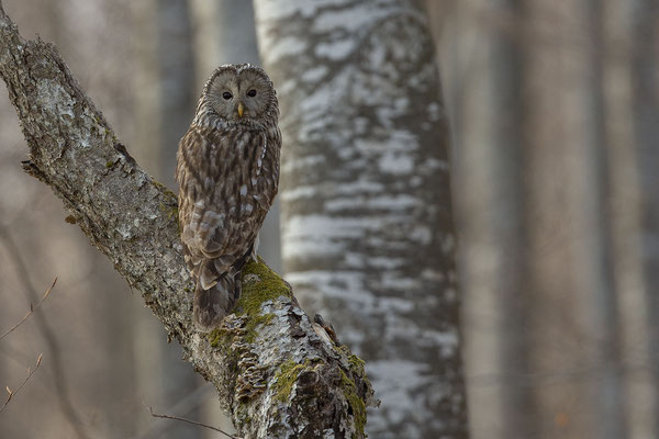 © Ural Owl / Slovenia 
