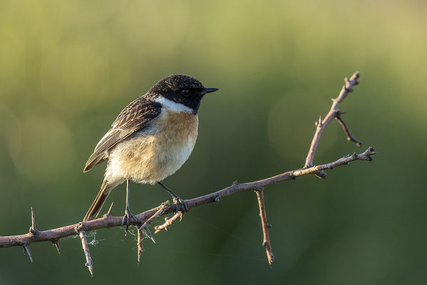© European Stonechat / Slovenia
