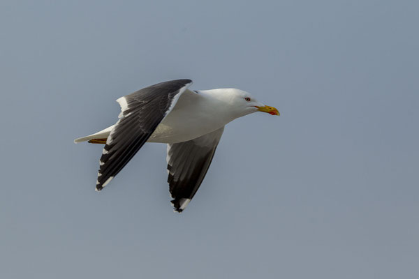 © Lesser Black-backed Gull / North Sea, Germany