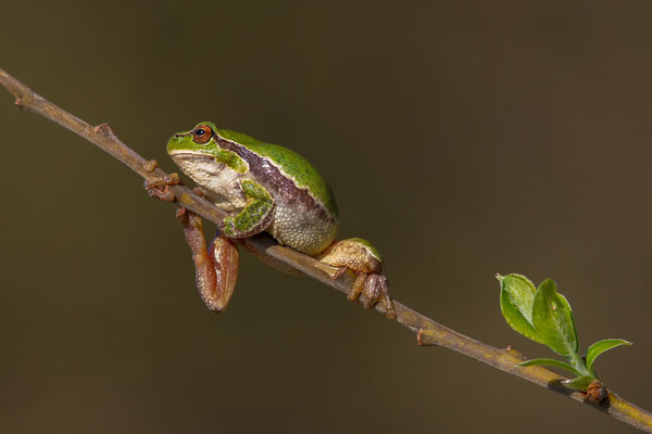 © Italian Tree Frog / Italy