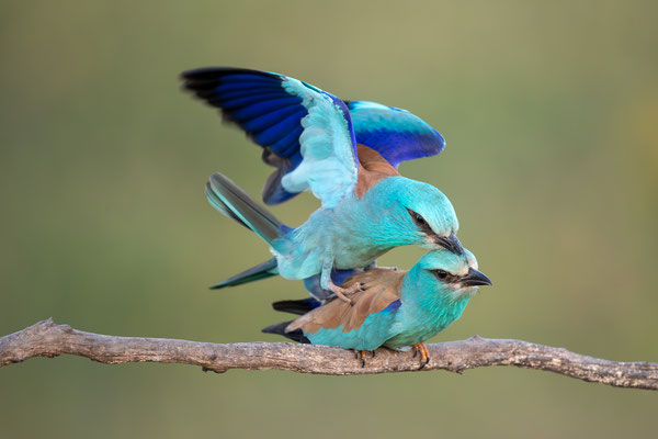 © European Roller / Serbia