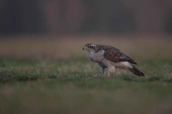 © Goshawk / Serbia