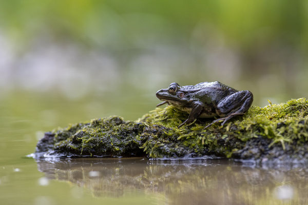 © Marsh Frog / Slovenia