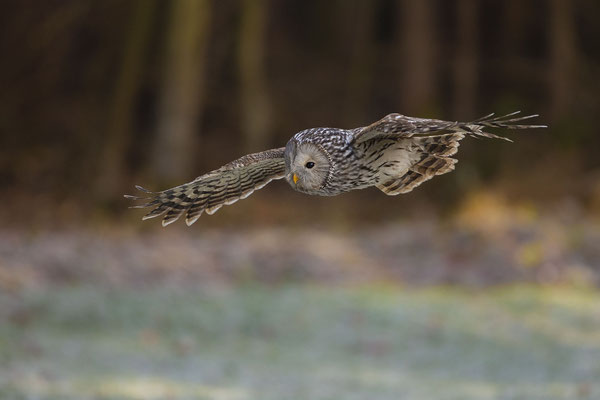 © Ural Owl / Slovenia