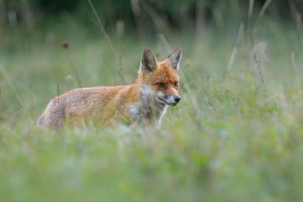 © Red Fox / Slovenia