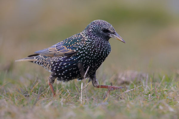 © Common Starling / Slovenia