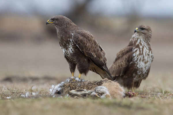 © Common Buzzard / Hungary