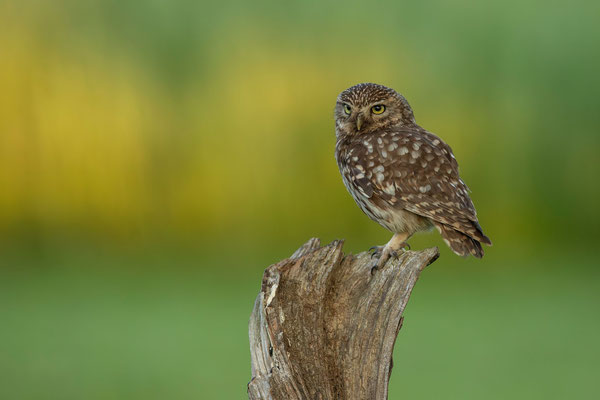 © Little Owl / Slovenia