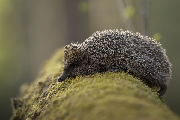 © European Hedgehog / Slovenia