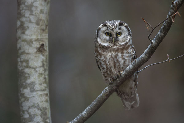 © Tengmalm`s Owl / Slovenia 