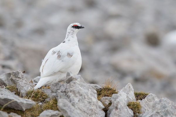 © Rock Ptarmigan / Slovenia
