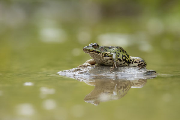 © Edible Frog / Slovenia