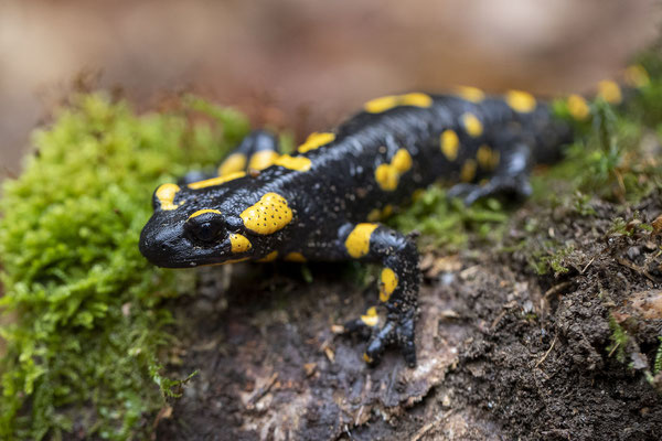 © Fire Salamander / Slovenia