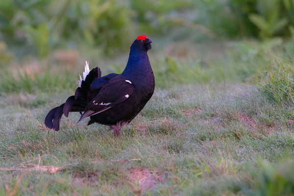 © Black Grouse / Slovenia