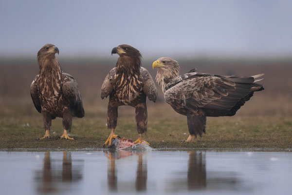 © White-tailed Eagle / Hungary