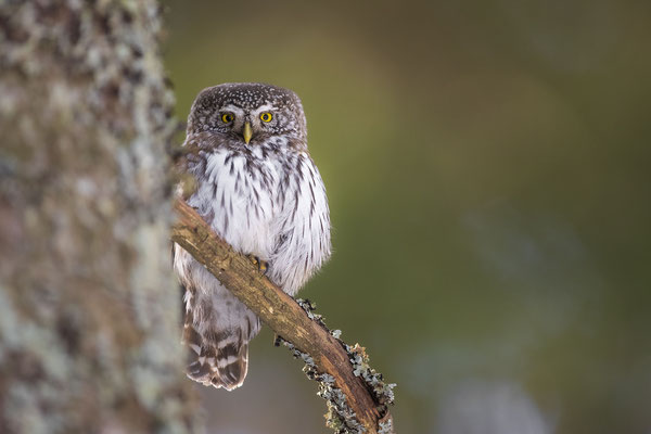 © Eurasian Pygmy Owl / Slovenia