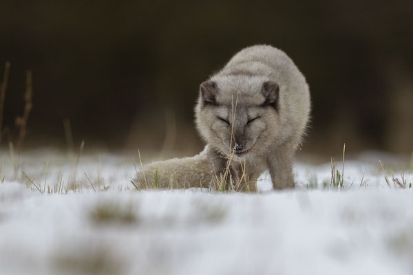 © Arctic Fox / Norway