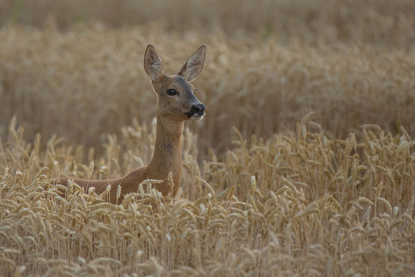 © Roe Deer / Slovenia