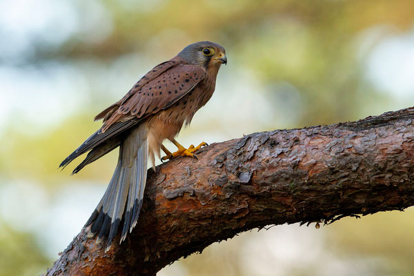 © Common Kestrel / Slovenia