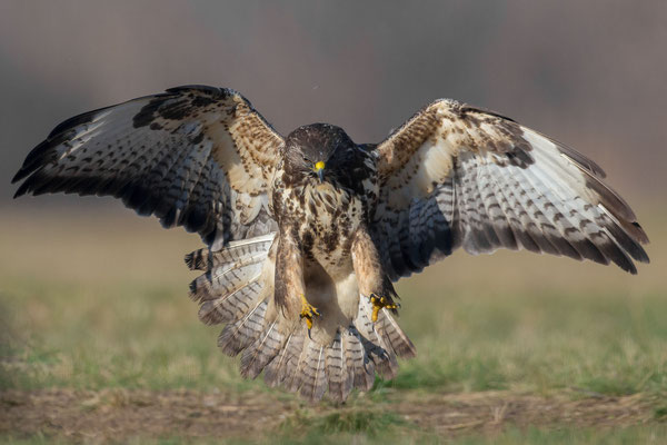 © Common Buzzard / Serbia