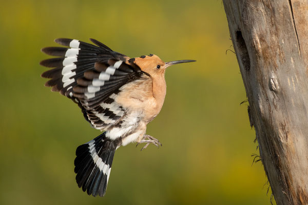 © Eurasian Hoopoe / Serbia
