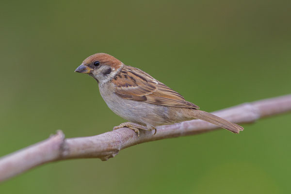 © Eurasian Tree Sparrow / Slovenia