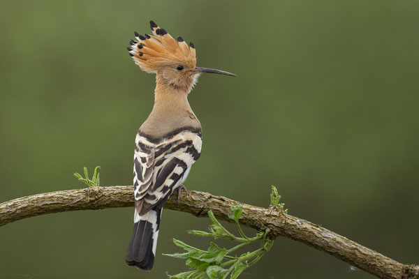 © Eurasian Hoopoe / Slovenia