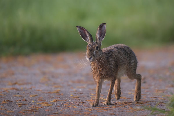 © European Hare / Slovenia