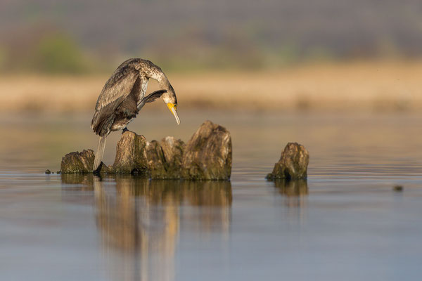 © Great Cormorant / Slovenia