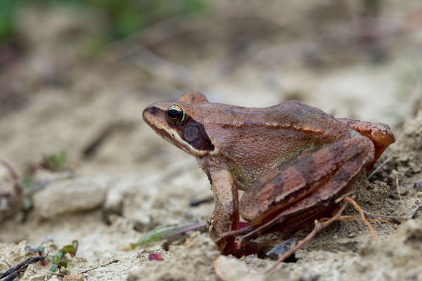 © Italian Agile Frog / Slovenia