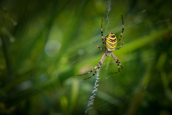 © Wasp Spider / Slovenia