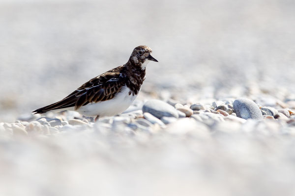 © Ruddy Turnstone / North Sea, Germany