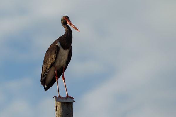 © Black Stork / Slovenia