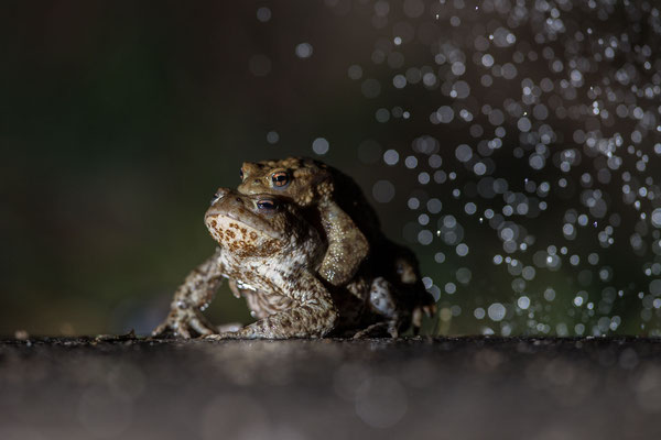 © Common Toad / Slovenia