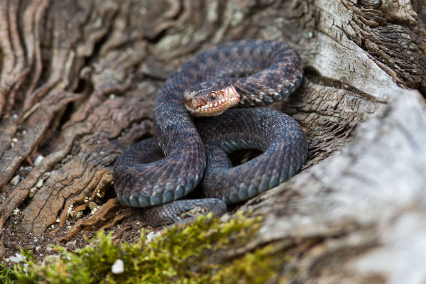 © Common Adder / Slovenia