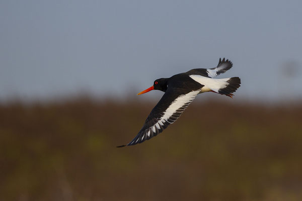 © Eurasian Oystercatcher / North Sea, Germany