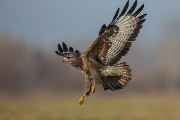 © Common Buzzard / Serbia