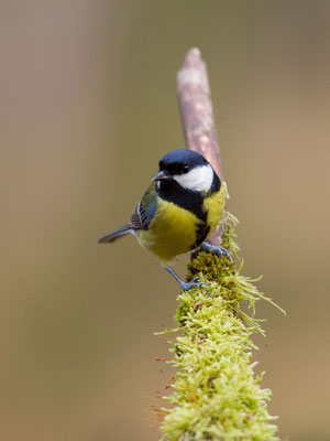 © Great Tit / Slovenia