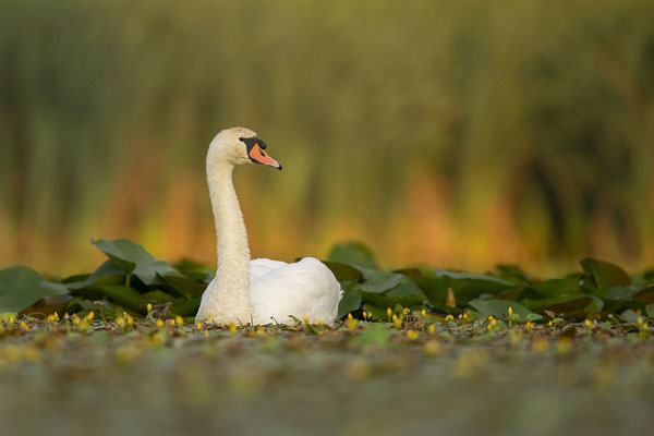 © Mute Swan / Slovenia