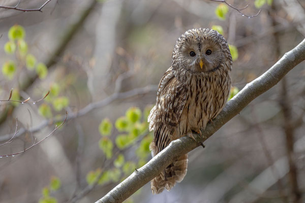 © Ural Owl / Slovenia