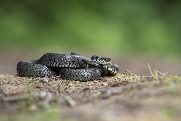© Gras Snake / Slovenia