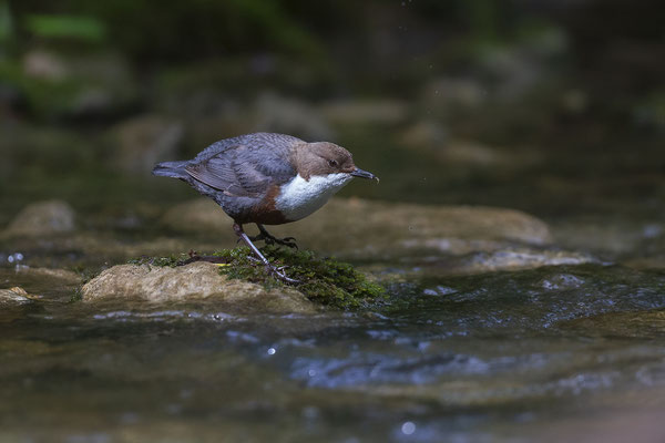 © Dipper / Slovenia