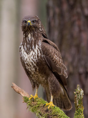 © Common Buzzard / Slovenia