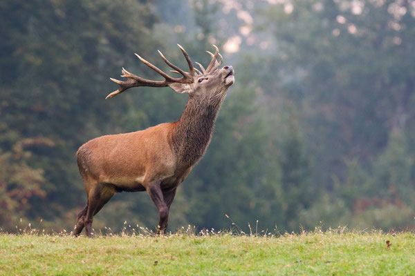 © Red Deer / Slovenia