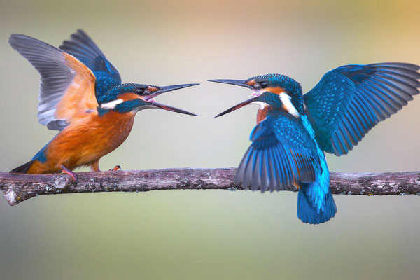 © Common Kingfisher / Slovenia