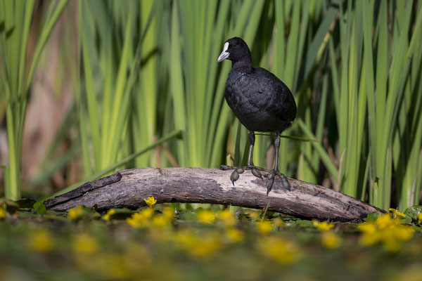 © Eurasian Coot / Slovenia
